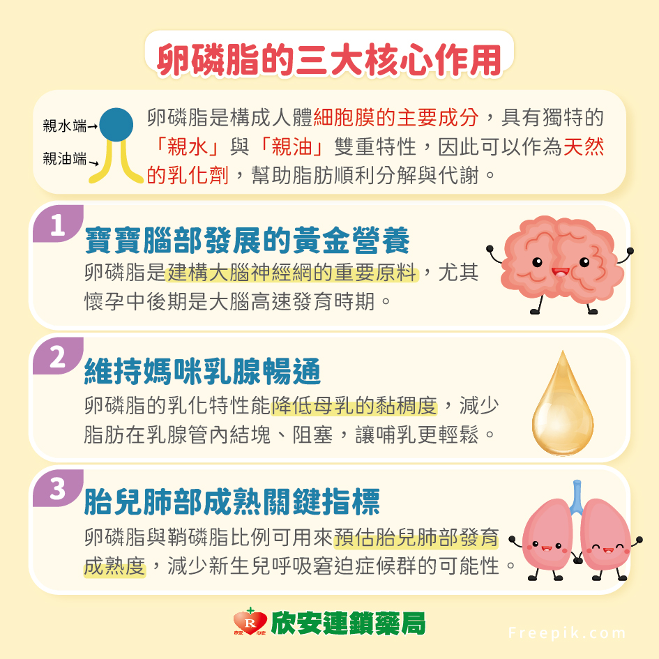 proimages/shinanhealth/20260610卵磷脂補充/卵磷補充-2.jpg