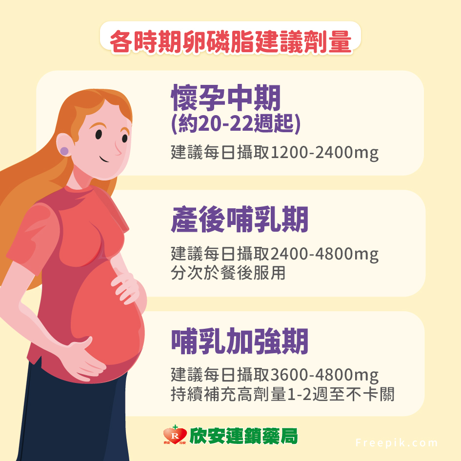 proimages/shinanhealth/20260610卵磷脂補充/卵磷補充-3.jpg
