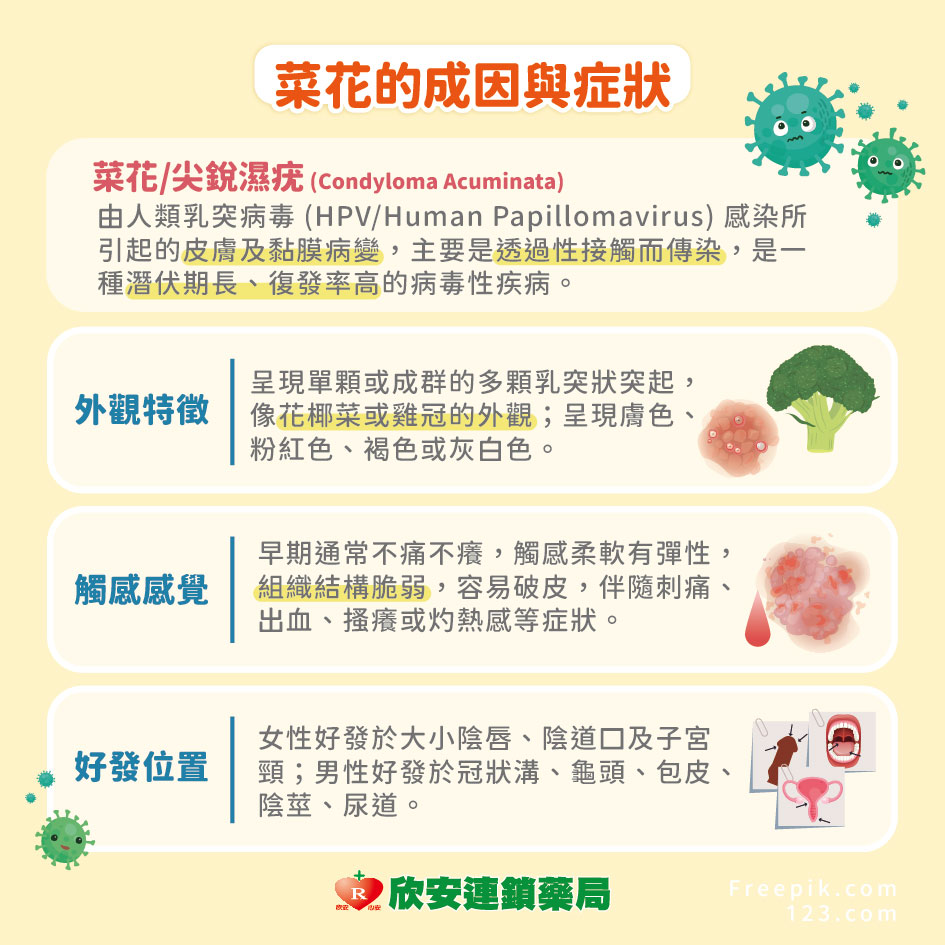 proimages/shinanhealth/20261014菜花/10月衛教學堂-破解菜花迷思-02.jpg proimages/shinanhealth/20261014菜花/10月衛教學堂-破解菜花迷思-02.jpg